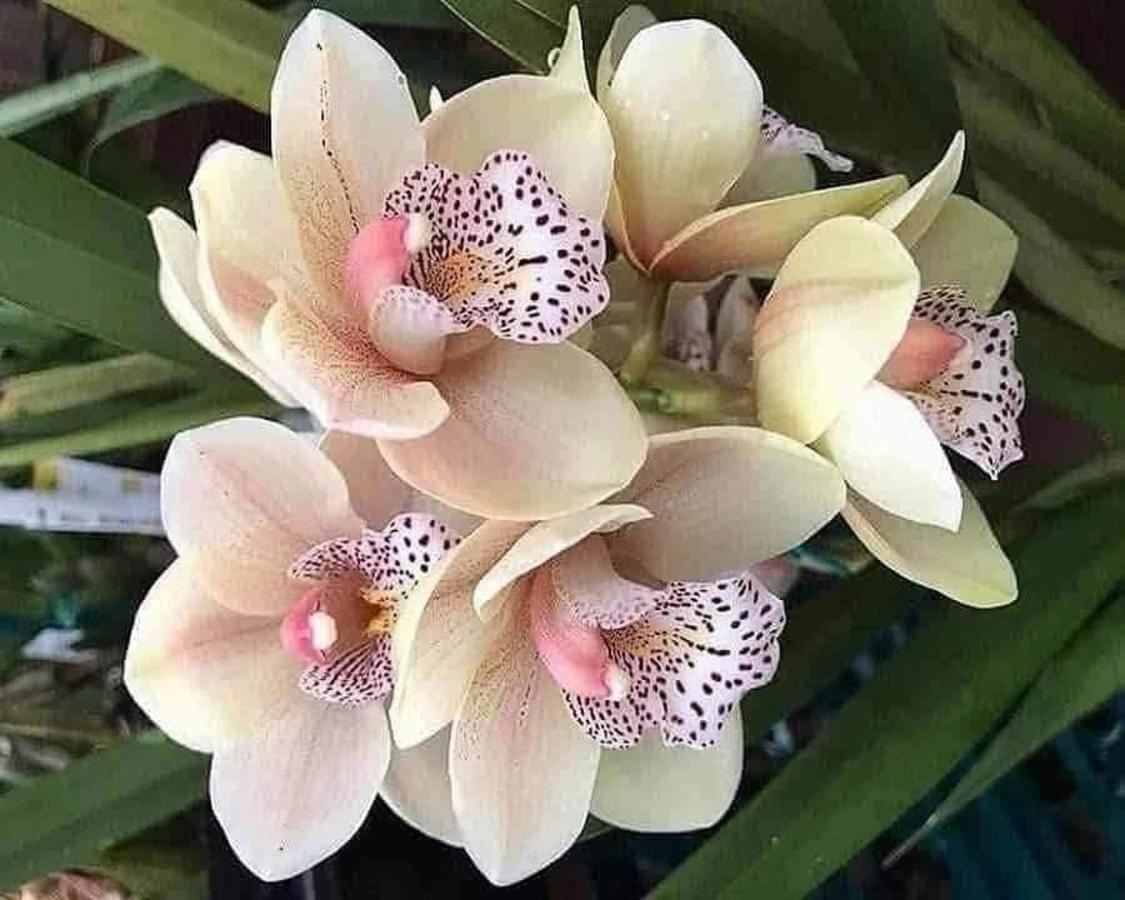 Magic Flower Rooms Cahuita Extérieur photo